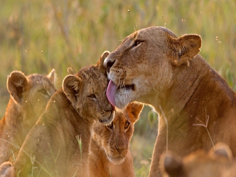 昆明试管专找安琪儿,试管易得肿瘤吗