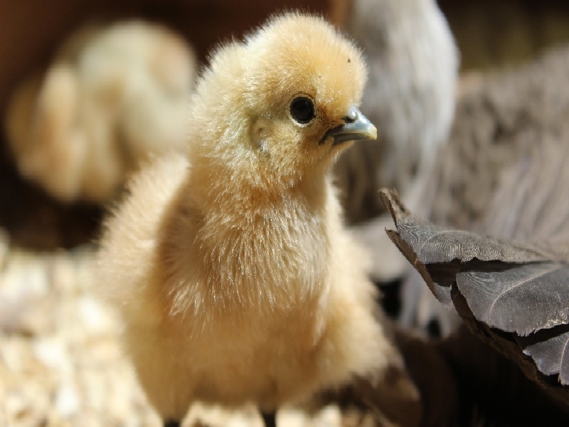 包装试管过程,台湾试管高雄荣总